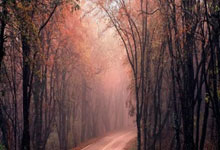 开云体育链接-巴西男排轻松晋级,胜利背后的激情与荣耀